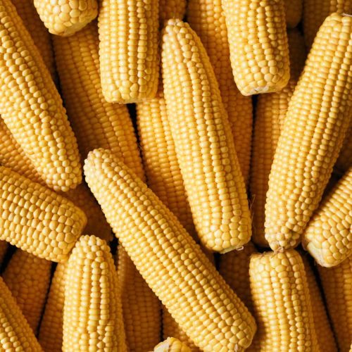 Sweetcorn