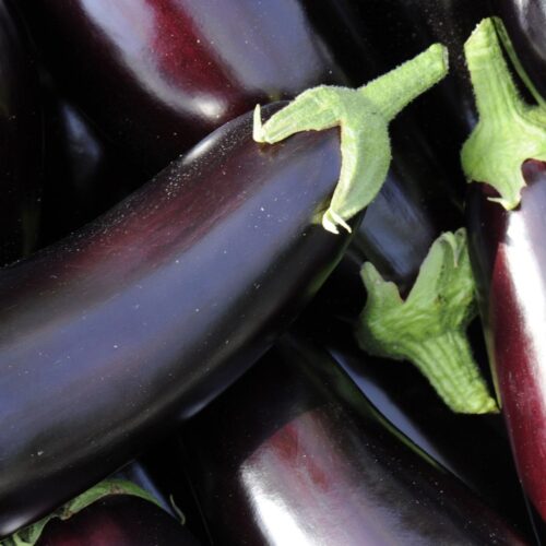 Aubergine